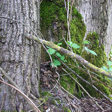 moss on cottonwoods, Nooksack River, Lynden, Whatcom County, Washington