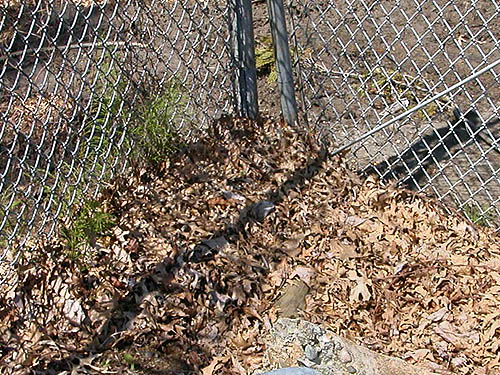 oak leaf litter piled in fence corner, NW Washington Fairground, Lynden, Whatcom County, Washington