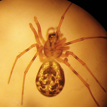 Poeciloneta globosa, introduced linyphiid spider from oak litter, NW Washington Fairground, Lynden, Whatcom County, Washington