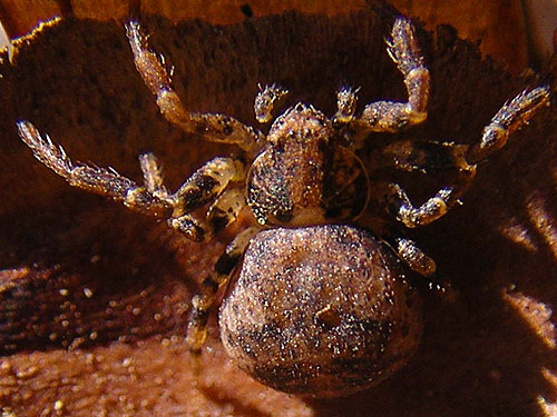 crab spider Ozyptila praticola from fir cone, Bender Fields Park, Lynden, Whatcom County, Washington