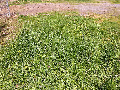 weedy grass at edge of NW Washington Fairground, Lynden, Whatcom County, Washington