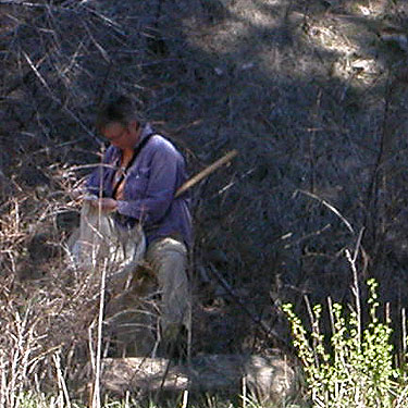 Laurel Ramseyer tapping pine cones, South Fork Manastash Creek at Barber Spring Road, Kittitas County, Washington