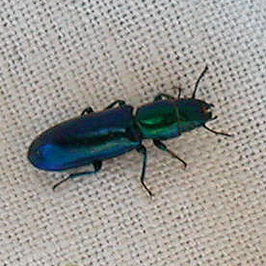 colorful unidentified beetle from cottonwood litter, South Fork Manastash Creek at Barber Springs Road, Kittitas County, Washington