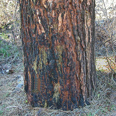 fire-scarred Ponderosa pine trunk, South Fork of Manastash Creek at Barber Springs Road, Kittitas County, Washington