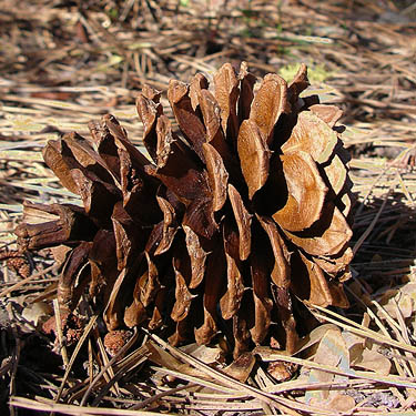 ponderosa pine cone, South Fork Manastash Creek at Barber Spring Road, Kittitas County, Washington