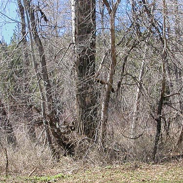large cottonwood trunk, South Fork Manastash Creek at Barber Springs Road, Kittitas County, Washington