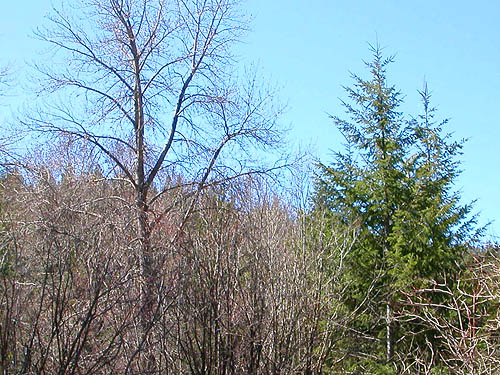 leafless cottonwood, evergreen Douglas-fir at South Fork Manastash Creek at Barber Springs Road, Kittitas County, Washington