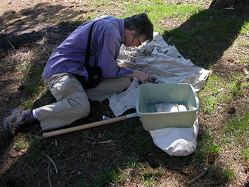Laurel Ramseyer sifting pine needle litter, South Fork Manastash Creek at Barber Spring Road, Kittitas County, Washington