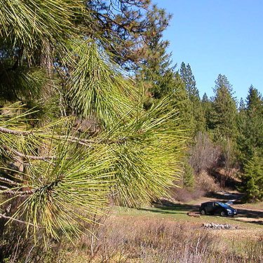 ponderosa pine foliage, South Fork Manastash Creek at Barber Spring Road, Kittitas County, Washington