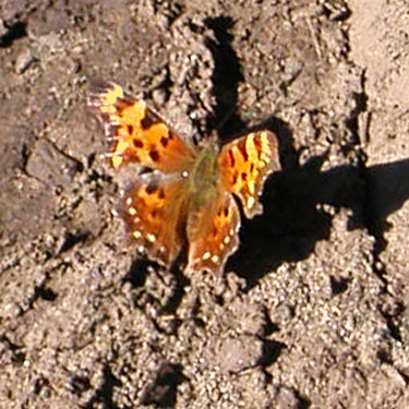 Polygonia anglewing butterfly on mud, South Fork Manastash Creek at Barber Springs Road, Kittitas County, Washington