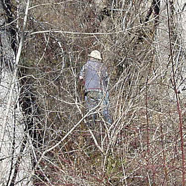 Rod Crawford in cottonwood thicket, South Fork of Manastash Creek at Barber Springs Road, Kittitas County, Washington