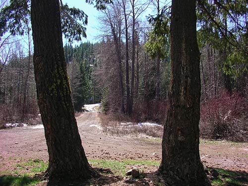 view of site from under pine trees, South Fork Manastash Creek at Barber Spring Road, Kittitas County, Washington