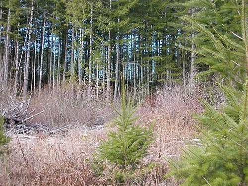 2008 clearcut in 2015, forest tract south of Mason Lake County Park, Mason County, Washington