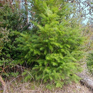 Douglas-fir foliage in clearcut, forest tract south of Mason Lake County Park, Mason County, Washington