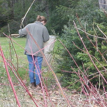 Jessi Bishopp beating shrubs, Mason Lake County Park, Mason County, Washington