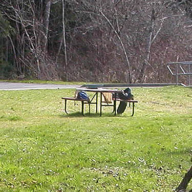 picnic table used for sifting, Mason Lake County Park, Mason County, Washington