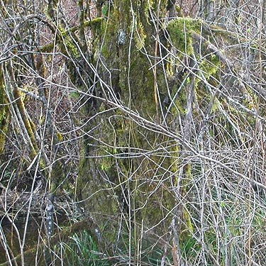 moss on swamp alder trunk, forest tract south of Mason Lake County Park, Mason County, Washington