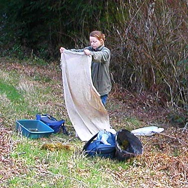 Jessi Bishopp shakes out sifting cloth, forest tract south of Mason Lake County Park, Mason County, Washington