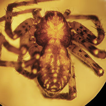 crab spider Philodromus spectabilis, forest tract south of Mason Lake County Park, Mason County, Washington