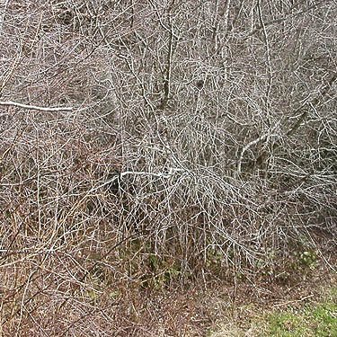 tangled branches in alder thicket, Mason Lake County Park, Mason County, Washington