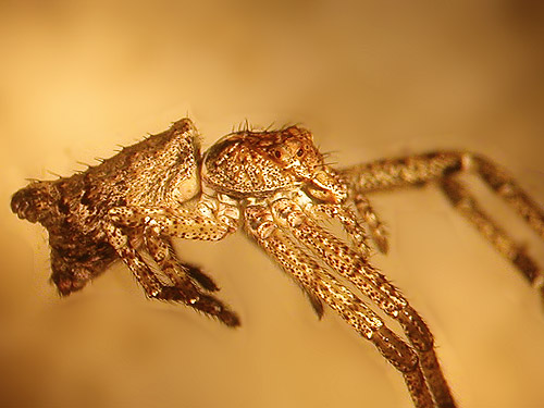 crab spider Tmarus angulatus from broom, forest tract south of Mason Lake County Park, Mason County, Washington