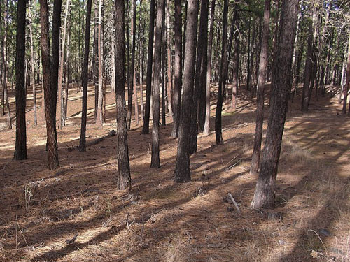 young pine forest with no understory, McLellan Conservation Area, Spokane County, Washington