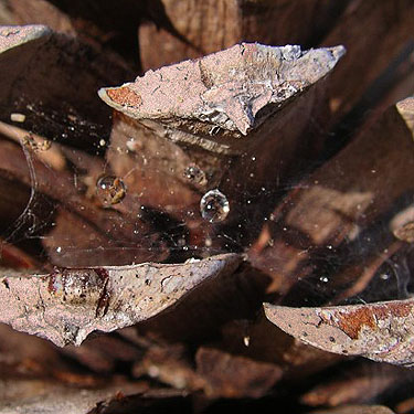 spider web in pine cone, McLellan Conservation Area, Spokane County, Washington