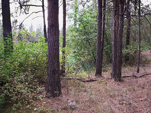 edge of riparian zone, McLellan Conservation Area, Spokane County, Washington