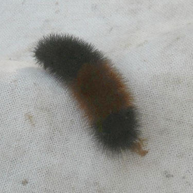 woolly bear caterpillar Pyrrharctia isabella, McLellan Conservation Area, Spokane County, Washington