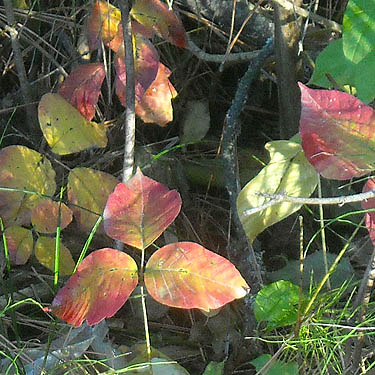 fall colors on poison ivy Rhus radicans, McLellan Conservation Area, Spokane County, Washington