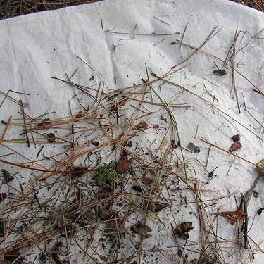 sifting cloth with pine litter, McLellan Conservation Area, Spokane County, Washington
