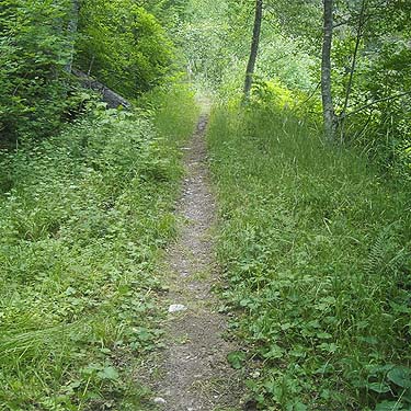 lower Meadow Mountain Trail, Snohomish County, Washington