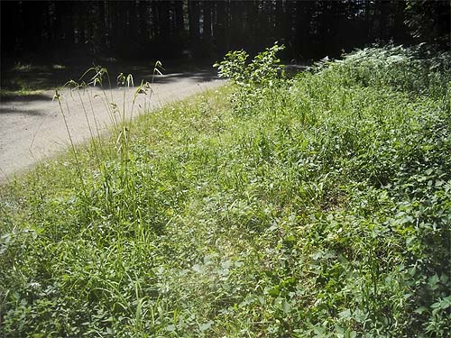 roadside verge habitat at trailhead, Meadow Mountain Trail, Snohomish County, Washington