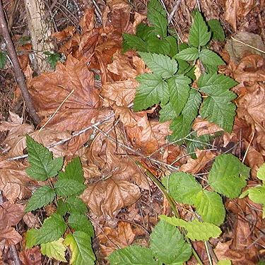 maple leaf litter, Merwin Park, Cowlitz County, Washington