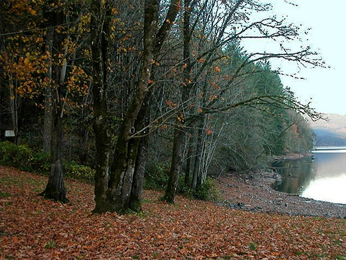 bigleaf maple grove, Merwin Park, Cowlitz County, Washington