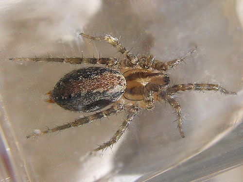 Hololena agelenid spider from pine cones, "The Cove" south of Vantage, Kittitas County, Washington