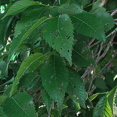 leaves of Siberian elm Ulmus pumila, "The Cove" south of Vantage, Kittitas County, Washington