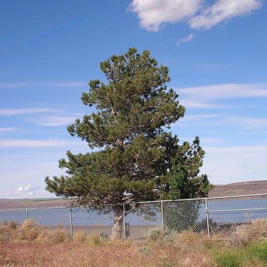 European black pine Pinus nigra on roadside near "The Cove" south of Vantage, Kittitas County, Washington