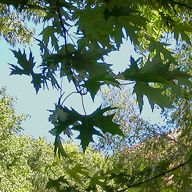 silver maple Acer saccharinum  leaves, "The Cove" south of Vantage, Kittitas County, Washington
