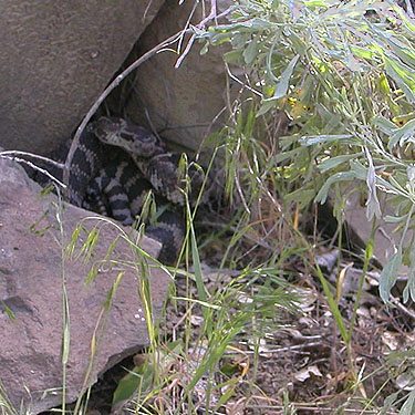 rattlesnake found under rock, "The Cove" south of Vantage, Kittitas County, Washington