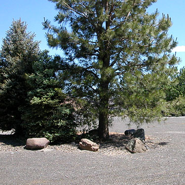 ponderosa pine tree in parking lot, "The Cove" south of Vantage, Kittitas County, Washington