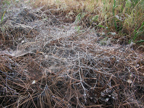 communal Hololena spider web on ground, "The Cove" south of Vantage, Kittitas County, Washington