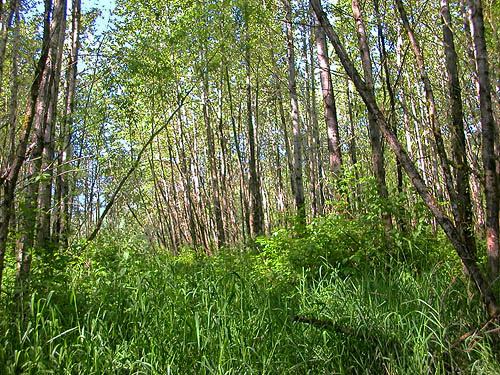 swampy alder forest beside Cascade Trail near Minkler Lake, Skagit County, Washington