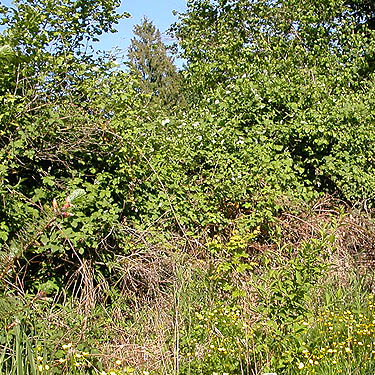barrier of invasive blackberry Rubus armeniacus, Minkler Lake Preserve just west of lake, Skagit County, Washington