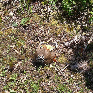 Killdeer nesting beside Cascade Trail near Minkler Lake, Skagit County, Washington