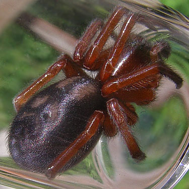 Callobius spider, Amaurobiidae, probably C.severus, from Cascade Trail near Minkler Lake, Skagit County, Washington