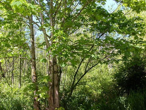 bigleaf maple tree beside Cascade Trail near Minkler Lake, Skagit County, Washington