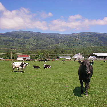 cows, Cascade Trail near Minkler Lake, Skagit County, Washington