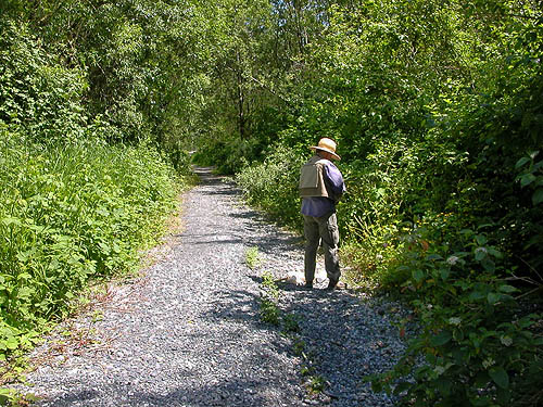 passing through alder-swamp woods, Cascade Trail near Minkler Lake, Skagit County, Washington