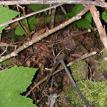 pocket of rich maple litter beside Cascade Trail near Minkler Lake, Skagit County, Washington